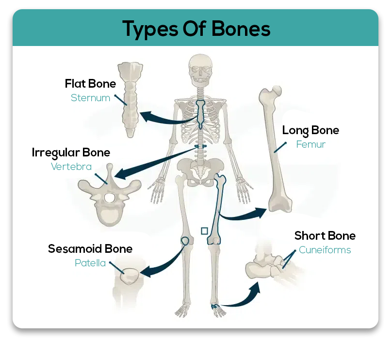 What Does A Healthy Bone Needs Beyond Calcium? - Pills4usa
